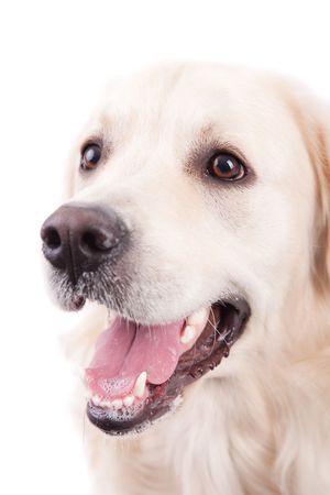 Golden Retriever Portrait - isolated on whiteの写真素材