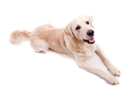 Golden Retriever Portrait - isolated on whiteの写真素材