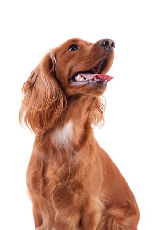 Baby Cocker Spaniel isolated over white backgroundの写真素材