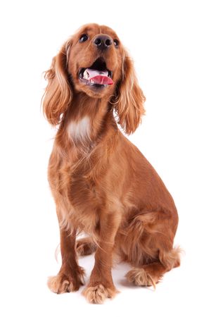 Baby Cocker Spaniel isolated over white backgroundの写真素材