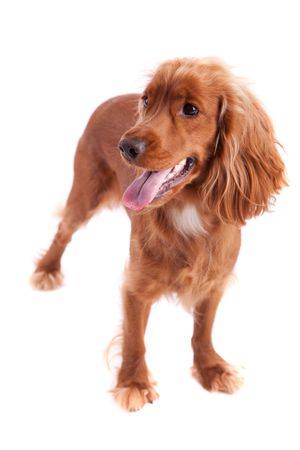 Baby Cocker Spaniel isolated over white backgroundの写真素材