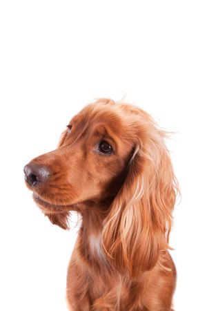 Baby Cocker Spaniel isolated over white backgroundの写真素材