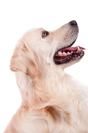 Golden Retriever Portrait - Isolated over white backgroundの写真素材