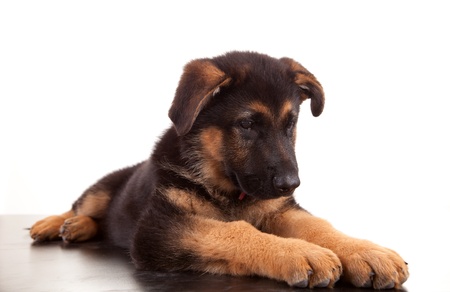 German Shepherd dog, isolated over whiteの写真素材