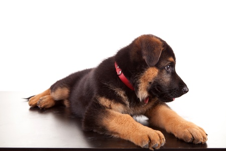 German Shepherd dog, isolated over whiteの写真素材