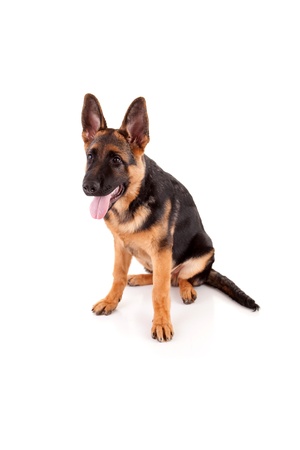 German Shepherd dog, isolated over whiteの写真素材