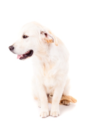 Studio photo of a baby golden retriever, isolated over a white backgroundの写真素材