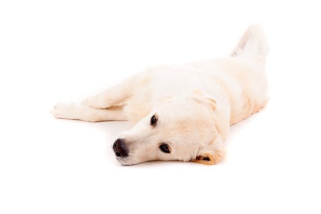 Studio photo of a baby golden retriever, isolated over a white backgroundの写真素材