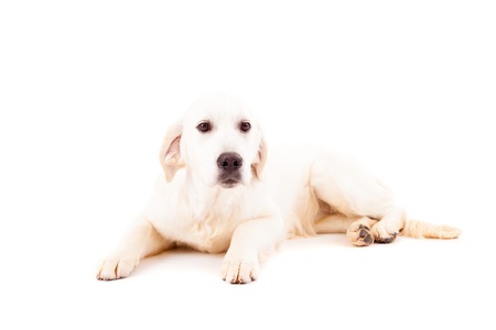 Studio photo of a baby golden retriever, isolated over a white backgroundの写真素材