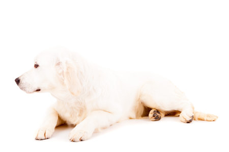 Studio photo of a baby golden retriever, isolated over a white background