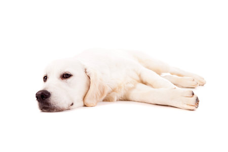 Studio photo of a baby golden retriever, isolated over a white backgroundの写真素材