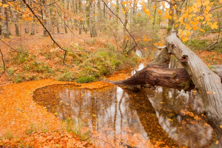 Autumn shot of the portuguese national park of geresの写真素材