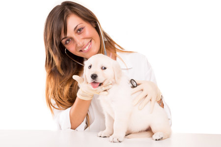 A beautiful veterinarian with a golden retriever puppyの写真素材