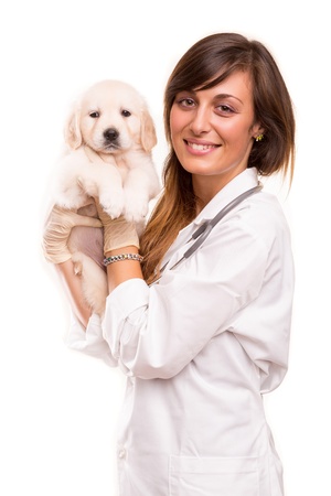 A beautiful veterinarian with a golden retriever puppyの写真素材