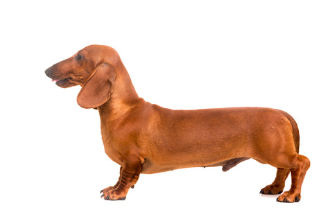A young and beautiful teckel puppy, isolated over white backgroundの写真素材