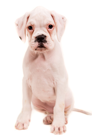 A young and beautiful boxer puppy, isolated over white backgroundの写真素材