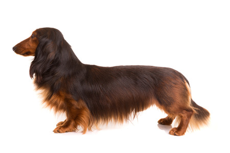 Studio shot of a beautiful long hair teckel (dachshund) の写真素材