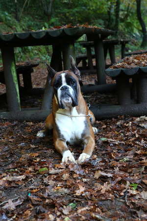 Awesome young boxer on a park in autumnの写真素材