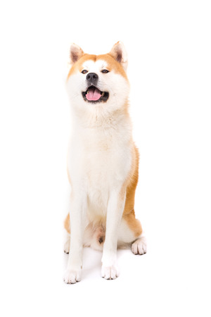 Beautiful Akita Inu dog posing in studioの写真素材