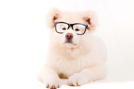 Beautiful Akita Inu dog posing in studioの写真素材