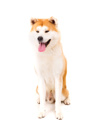 Beautiful Akita Inu dog posing in studioの写真素材