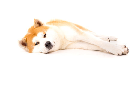 Beautiful Akita Inu dog posing in studioの写真素材