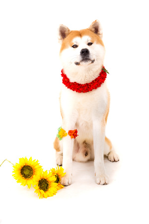 Beautiful Akita Inu dog ready for summer vacationsの写真素材