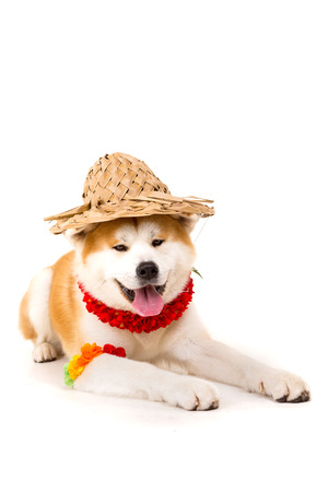 Beautiful Akita Inu dog ready for summer vacationsの写真素材