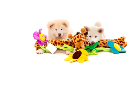 Akita Inu couple - Valentines Day conceptの写真素材