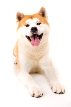 Beautiful Akita Inu dog posing in studioの写真素材