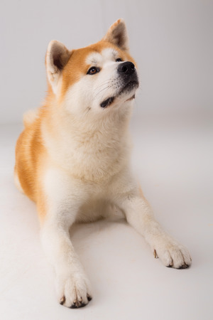 Beautiful Akita Inu dog posing in studioの写真素材