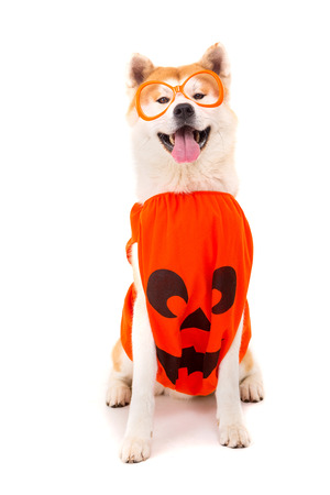 Beautiful Akita Inu dog dressed for Carnival or Halloweenの写真素材