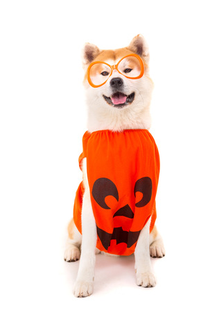 Beautiful Akita Inu dog dressed for Carnival or Halloweenの写真素材