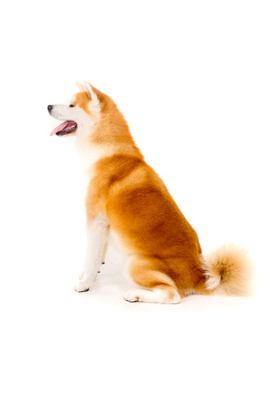Beautiful Akita Inu dog posing in studioの写真素材