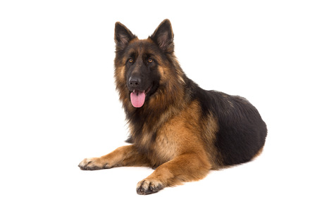 German Shepherd dog, isolated over whiteの写真素材