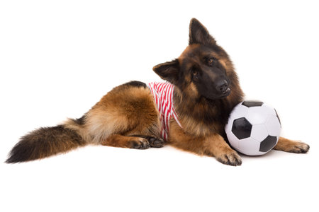 German Shepherd dog, isolated over whiteの写真素材