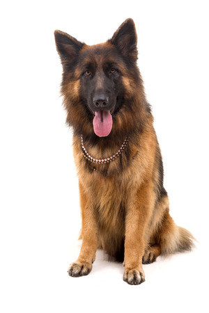 German Shepherd dog, isolated over whiteの写真素材