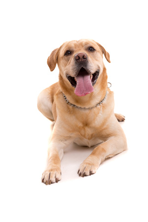 Studio shot of a young labrador, isolated over whiteの写真素材