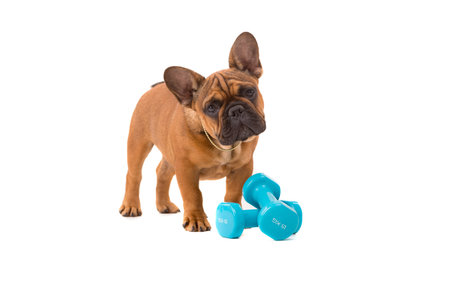Funny French Bulldog puppy going on a diet, isolated over whiteの写真素材