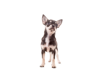 Studio shot of a Chihuahua puppy isolated over white backgroundの写真素材