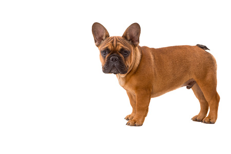 Funny French Bulldog puppy posing isolated over a white backgroundの写真素材