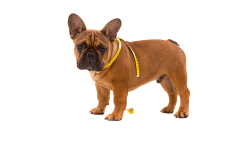 Funny French Bulldog puppy going on a diet, isolated over whiteの写真素材
