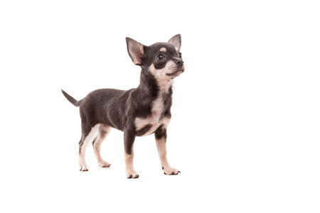 Studio shot of a Chihuahua puppy isolated over white backgroundの写真素材