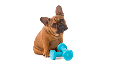 Funny French Bulldog puppy going on a diet, isolated over whiteの写真素材