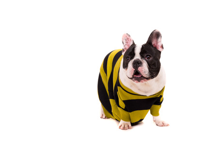 Funny French Bulldog puppy posing isolated over a white backgroundの写真素材