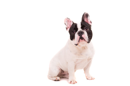 Funny French Bulldog puppy posing isolated over a white backgroundの写真素材