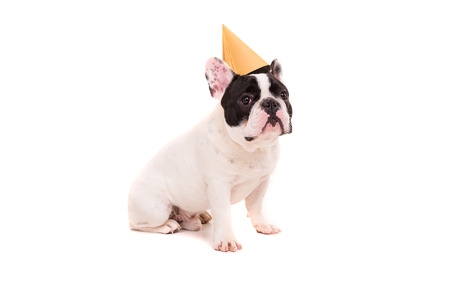 French Bulldog puppy wearing a festive hat, isolated over a white backgroundの写真素材
