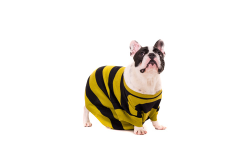 Funny French Bulldog puppy posing isolated over a white backgroundの写真素材