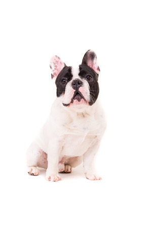 Funny French Bulldog puppy posing isolated over a white backgroundの写真素材