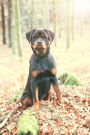 Beautiful rottweiler puppy walking at the parkの写真素材